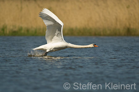 014 Höckerschwan im Flug (Cygnus olor)